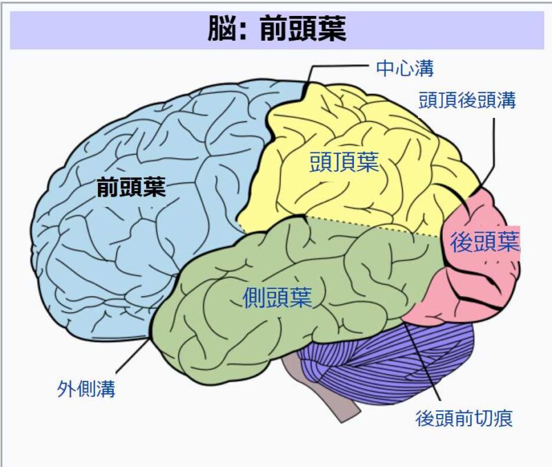 ADHD 困りごと